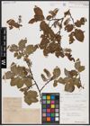 Foto von Salix caprea L. x Salix silesiaca Willd.